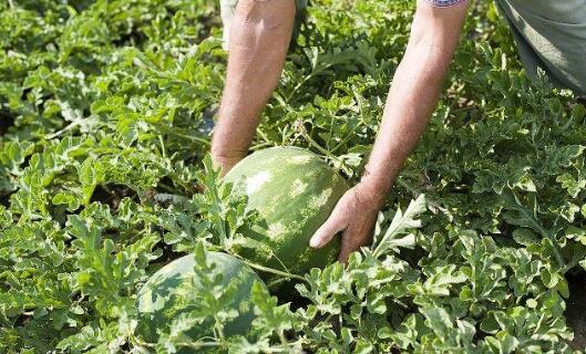 農(nóng)作物生長過程中需要的EM堆肥制作原料其實(shí)非常簡(jiǎn)單