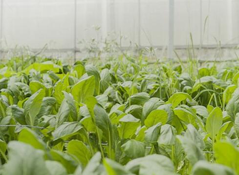 EM原液產品在農業(yè)領域中是如何去應用的